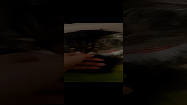 это Мотя готовится ко сну😴 смотреть онлайн