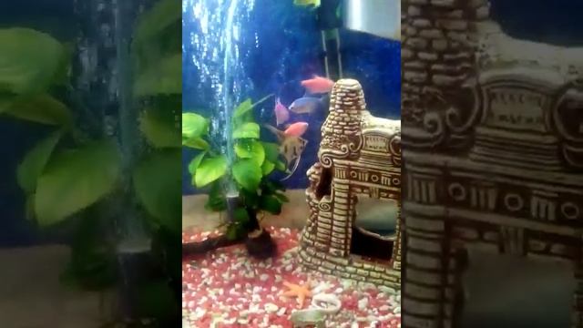 Уход за аквариум. смотреть онлайн