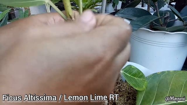 EASY & SUCCESSFUL PROPAGATION | PLANTING NEWLY PROPAGATED FICUS ALTISSIMA LEMON LIME RUBBER TREE смотреть онлайн