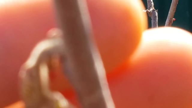 Фундук Трапезунд.Опыление в аномальный год. смотреть онлайн