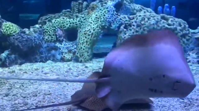 Скаты в Океанариуме РИО смотреть онлайн