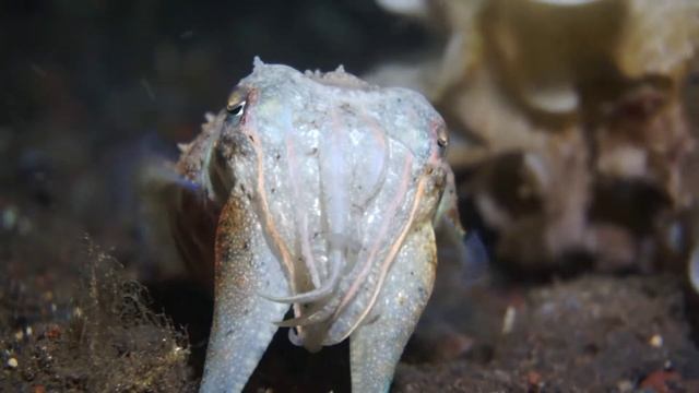 Каракатицы кто они??? страшные монстры или забавные существа? смотреть онлайн