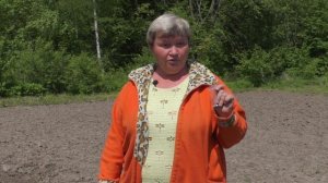 Лук шалот, сеем семена чернушки в конце мая / Shallots, we sow seeds of  in late May.