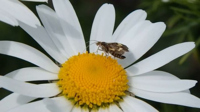 Olympus SH-60 Slow Motion Macro - The life of Bugs in our Garden смотреть онлайн