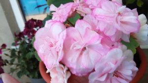 Как заставить пеларгонию цвести?Секреты выращивания пеларгонии.