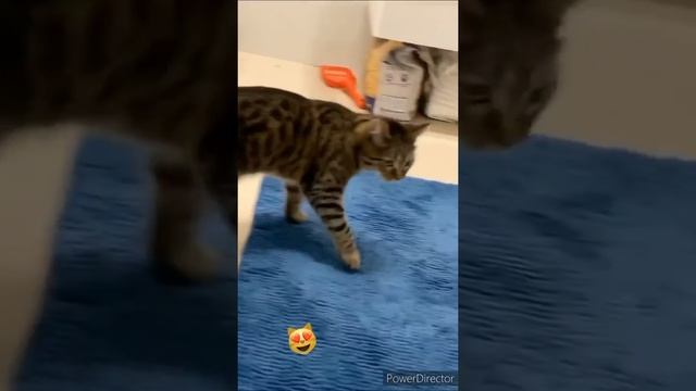 ШЕРСТЯНОЙ ГАНД*Н ДЖАВИДА смотреть онлайн