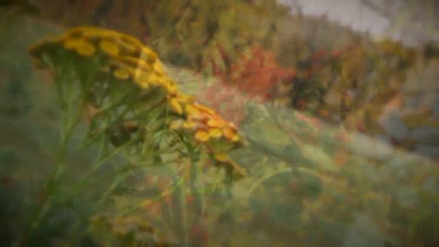 Галина автор песни Елена Василёк смотреть онлайн