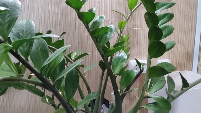 Замиокулькас Уход Весной смотреть онлайн