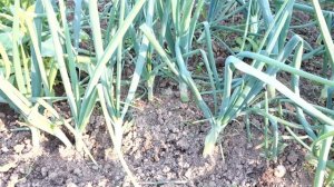 ЛУК на головку. Особенности ухода. (65 25.06.16)