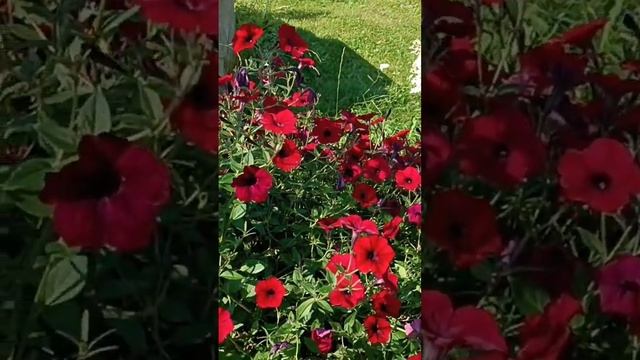 гортензия фантом и тайдал ред велюр#гортензия# петуния#тайдал# ред велюр#gydrangea смотреть онлайн