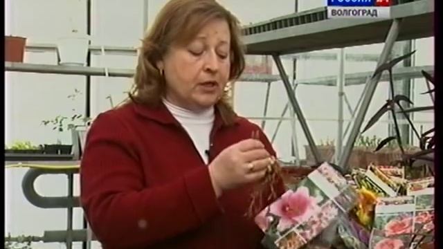 Многолетники для весенней посадки смотреть онлайн