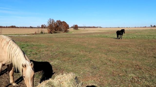 HOMESTEAD TODAY and WHAT'S THAT DOGS NAME =) смотреть онлайн