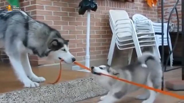 ► Дог-пуллинг || Перетягивание каната собаками смотреть онлайн