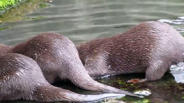 Berlin-Zoological-Garden, Sea Otter (Enhydra Lutris)/ Каланы в Берлинском зоопарке