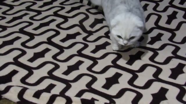 КОТ ЕСТ И ПОРТИТ РАСТЕНИЯ. ПРОСТОЕ РАБОТАЮЩЕЕ СРЕДСТВО смотреть онлайн