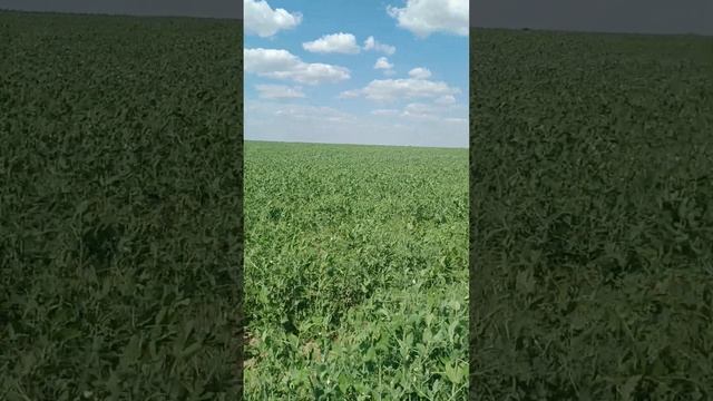 Горох, Оз пшеница и Засуха продолжается, влияние обработок.... смотреть онлайн