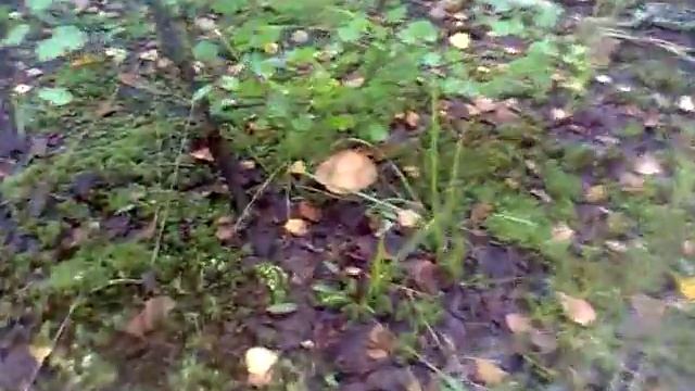 МНОГО ГРИБОВ смотреть онлайн