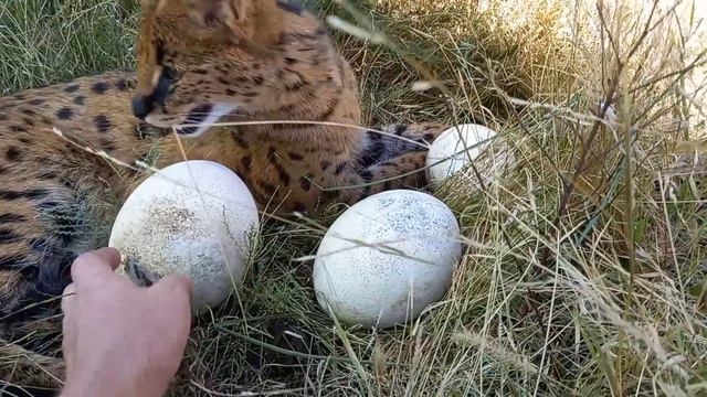 Сервал и страусиные яйца. С Пасхой, друзья! смотреть онлайн