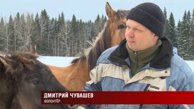 10 12 2015 Конезаводчик из Удмуртии много лет поддерживает старинную породу лошадей «Вятка» смотреть онлайн
