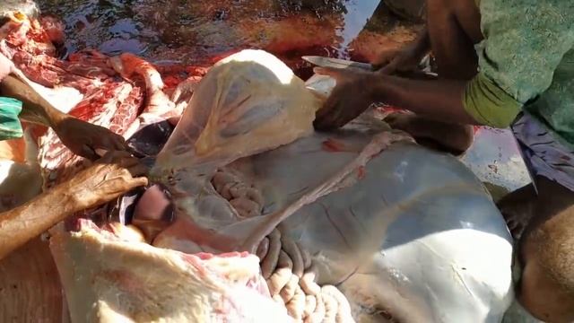 Full Cow Cutting. Whole Cow Processed in 13 Minutes. Amazing Cow Cutting Skills смотреть онлайн