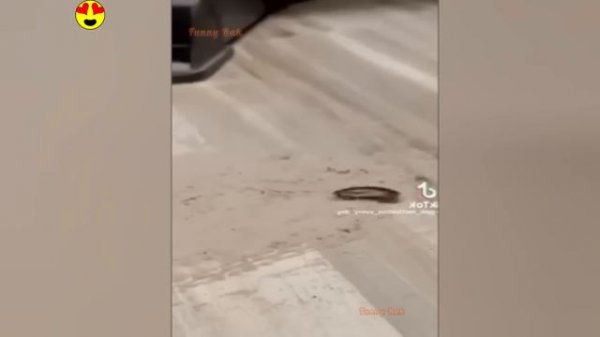 Random Funny Videos |Try Not To Laugh Compilation | Cute People And Animals Doing Funny Things #45