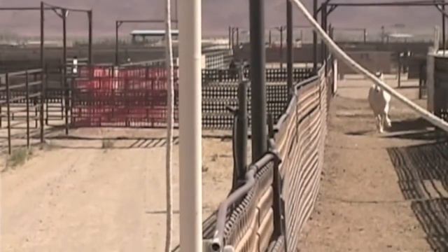 Janet Titus - Supreme Extreme Mustang Makover 2011 - Wild Mustang Pickup at BLM