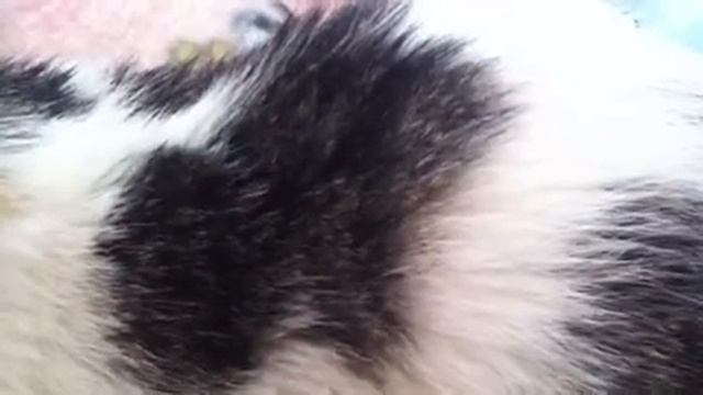 Котенок с улицы. Почти месяц на антибиотиках/ Kitten in the street . Almost a month on antibiotics смотреть онлайн