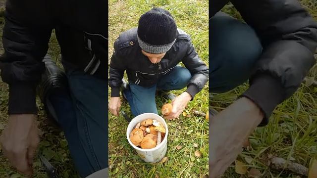 Семейный альбом.Видео 2016 года. Было много грибов. В этом году(2021), к сожалению,не будет грибов. смотреть онлайн