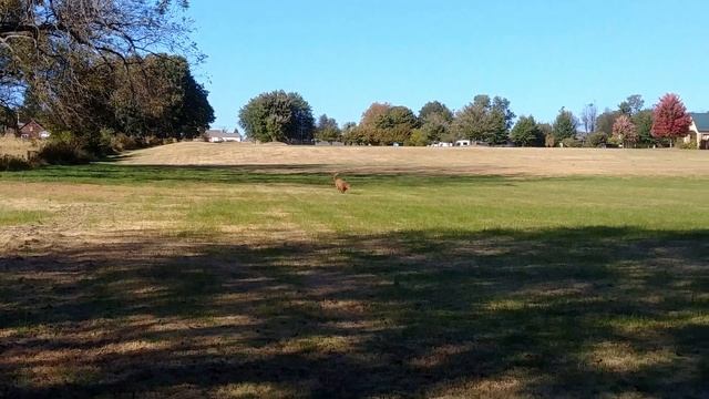 Quick Dog Training Session With Charlie Chesapeake Bay Retriever смотреть онлайн