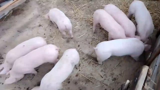 Поросята ТЭМПО-ПЬЕТРЕН 31день смотреть онлайн