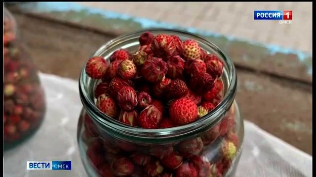 В омских лесах наблюдается небывалый урожай земляники смотреть онлайн