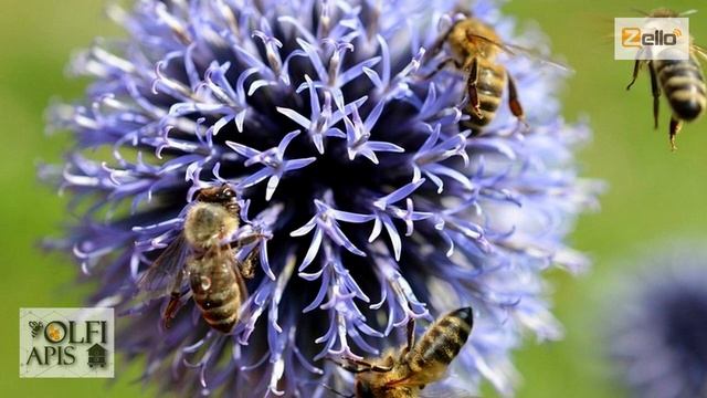 #Кашковский В. Г. Породность пчел. Часть 1. смотреть онлайн