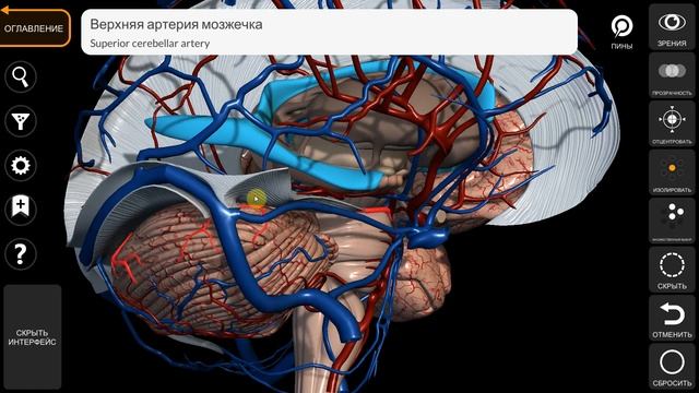 3D атлас кровоснабжение моста и мозжечка Четвертый желудочек смотреть онлайн