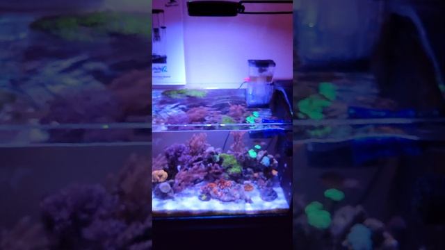 Should you buy the Bubble-magus mini Q ? смотреть онлайн