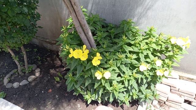 Роза вьющая смотреть онлайн