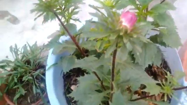 13:My double marigold,petunia, dianthus,and lemon grass plants смотреть онлайн