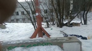 Драка собак