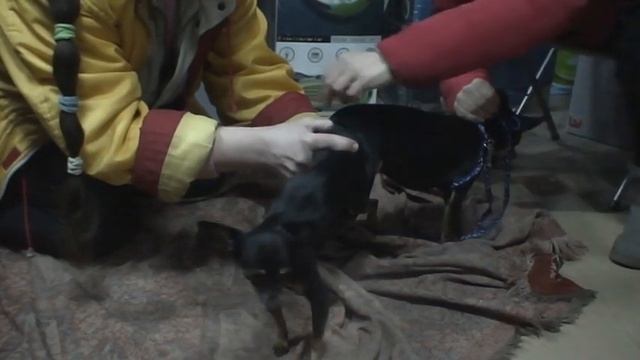 ВЯЗКА СОБАК породы той-терьер. Помощь инструктора с разъяснениями. / breeding dogs смотреть онлайн
