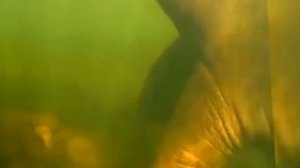 Ужасное нападение бегемотов на людей. Подборка! / Нападение гиппопотама!