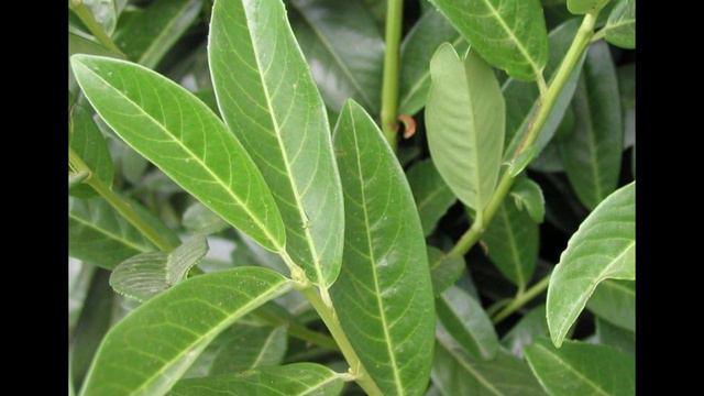 СЛИВА (PRUNUS) сем. Розоцветные смотреть онлайн