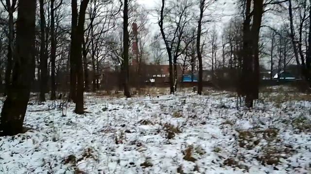 Роща Фрязино вырубка деревьев смотреть онлайн