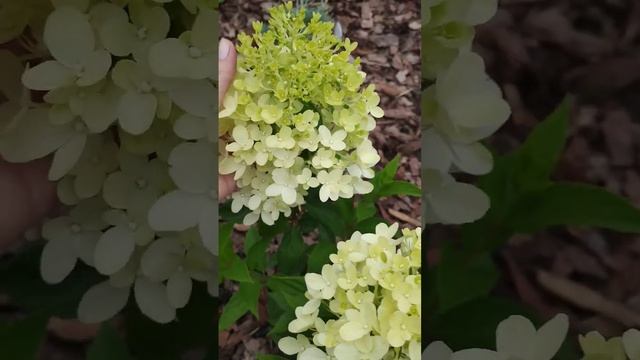 Гортензия Граффити #гортензия #graffiti #гортензияграффити смотреть онлайн