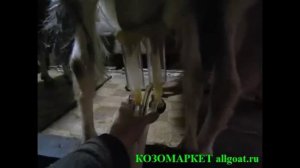 Мини доильный аппарат для коз.