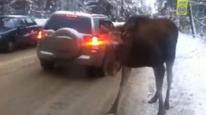 Лось на дороге