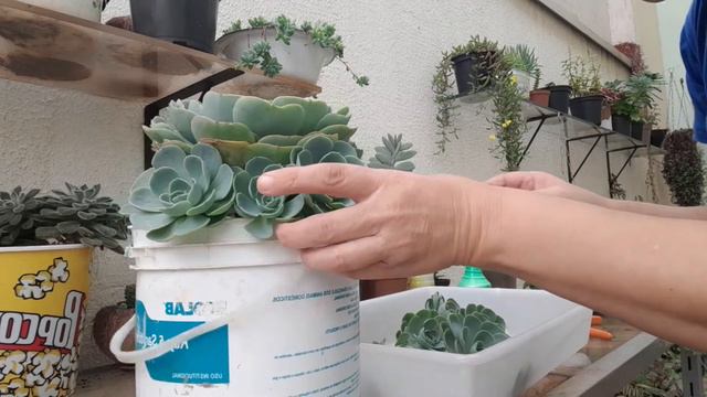 FAZENDO MUDAS DA ECHEVERIA GLAUCA FÁCIL E MUITAS DICAS! смотреть онлайн