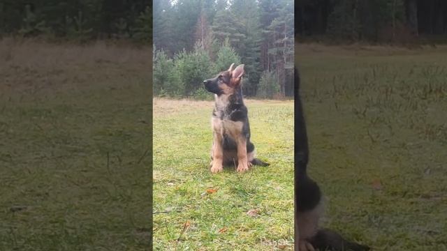 Немецкая овчарка 2,5 мес смотреть онлайн