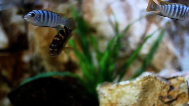 Кино для Вашего кота - аквариум. (A movie for a cat is an aquarium). смотреть онлайн