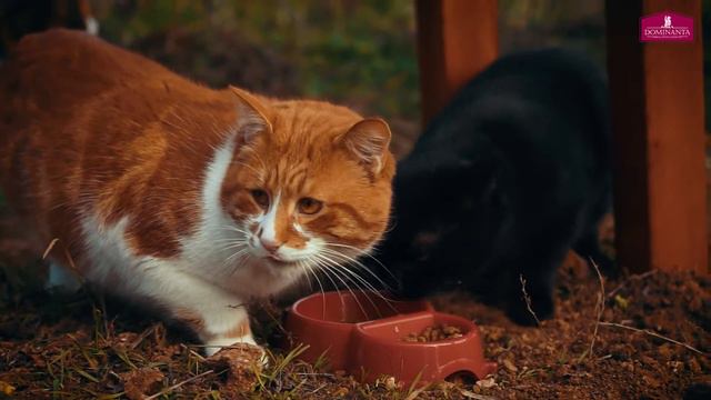 Кто «крышует» одесских котов? смотреть онлайн