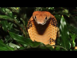 Королевская Кобра - национальная рептилия Индии