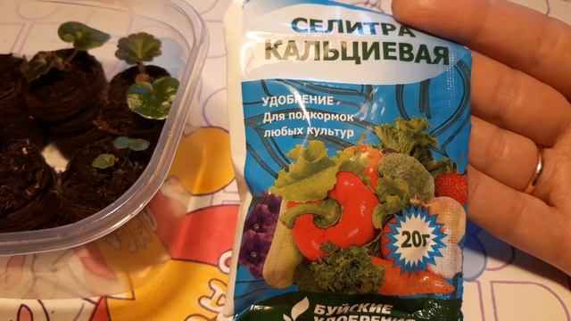 БЕГОНИЯ КЛУБНЕВАЯ. ПЕРВАЯ ПОДКОРМКА ?? смотреть онлайн